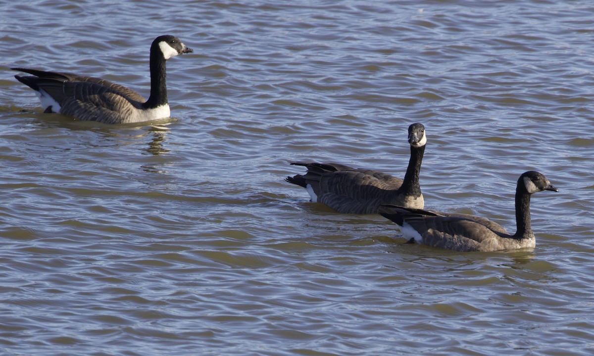 シジュウカラガン（hutchinsii） - ML514427391