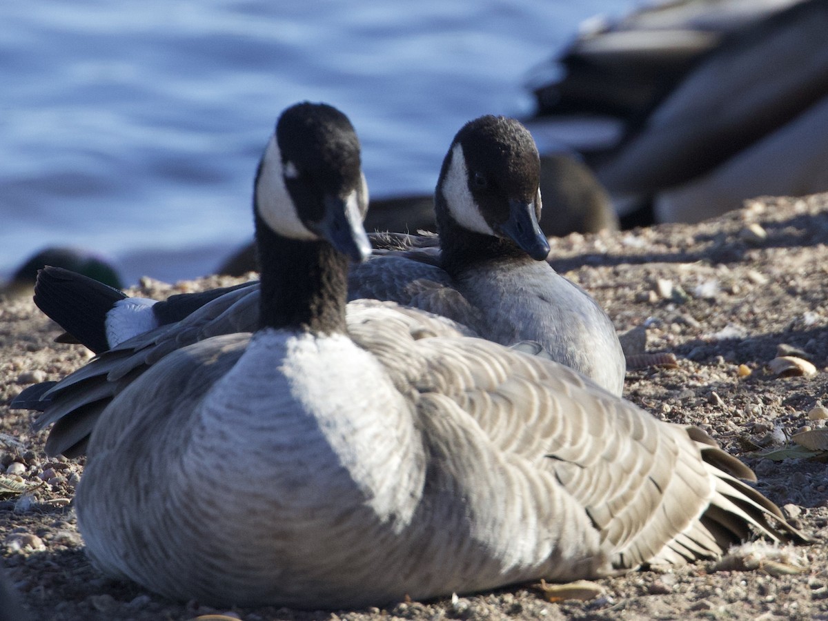 Cackling Goose (Richardson's) - ML514427401