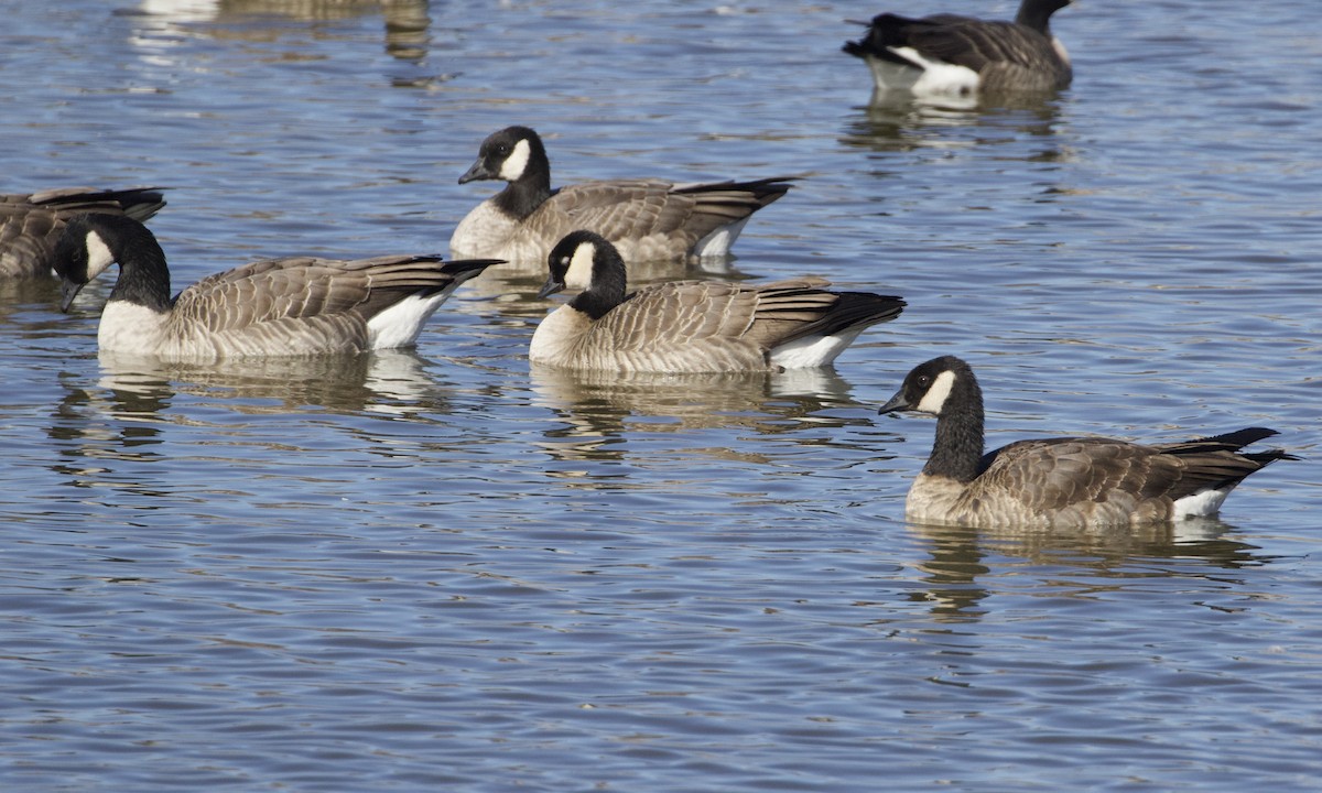 Cackling Goose (Richardson's) - ML514427411