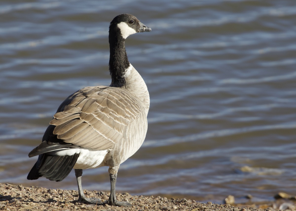 シジュウカラガン（hutchinsii） - ML514427431