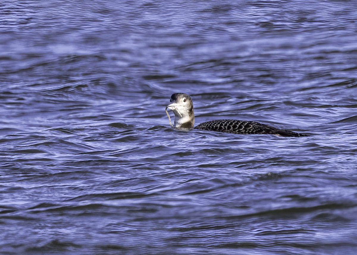 Common Loon - ML514427631