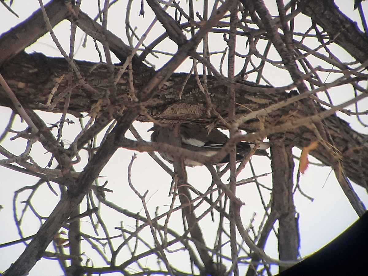 White-winged Dove - ML514427891