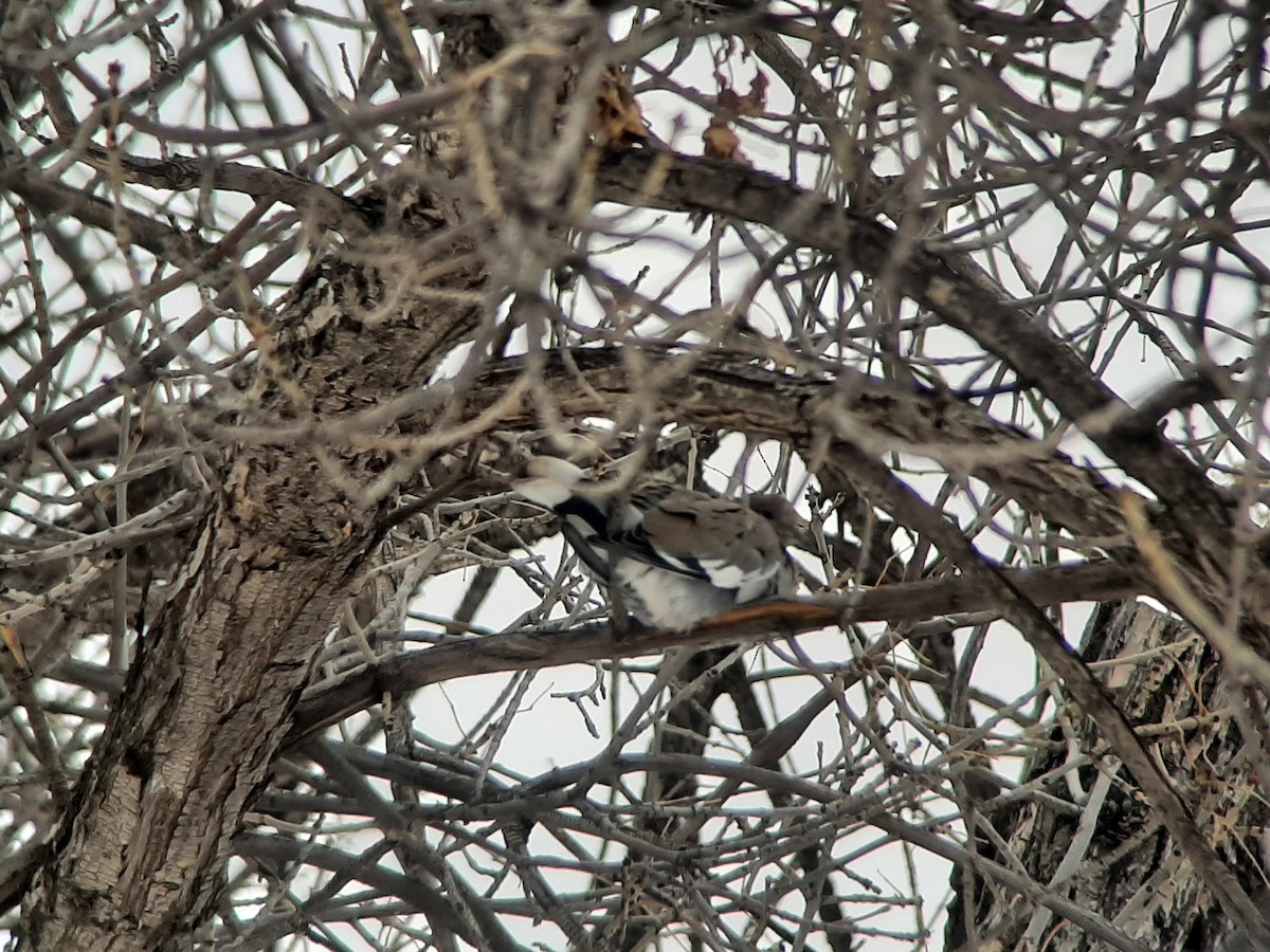 White-winged Dove - ML514427901