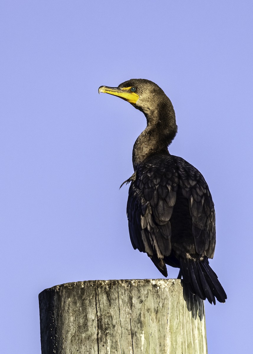Double-crested Cormorant - ML514427921