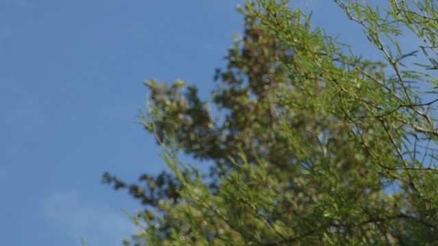 Mouse-colored Tyrannulet (Southern) - ML514427991