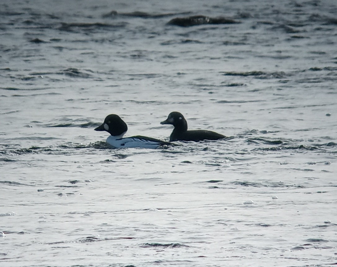 Harlequin Duck - ML514428251