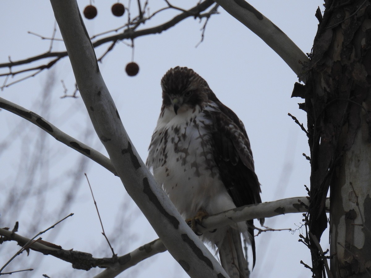 Red-tailed Hawk - ML514429661