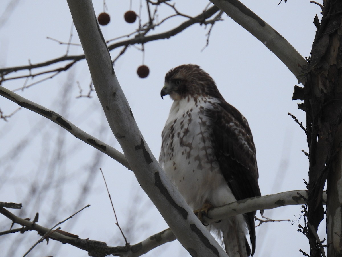 Red-tailed Hawk - ML514429721