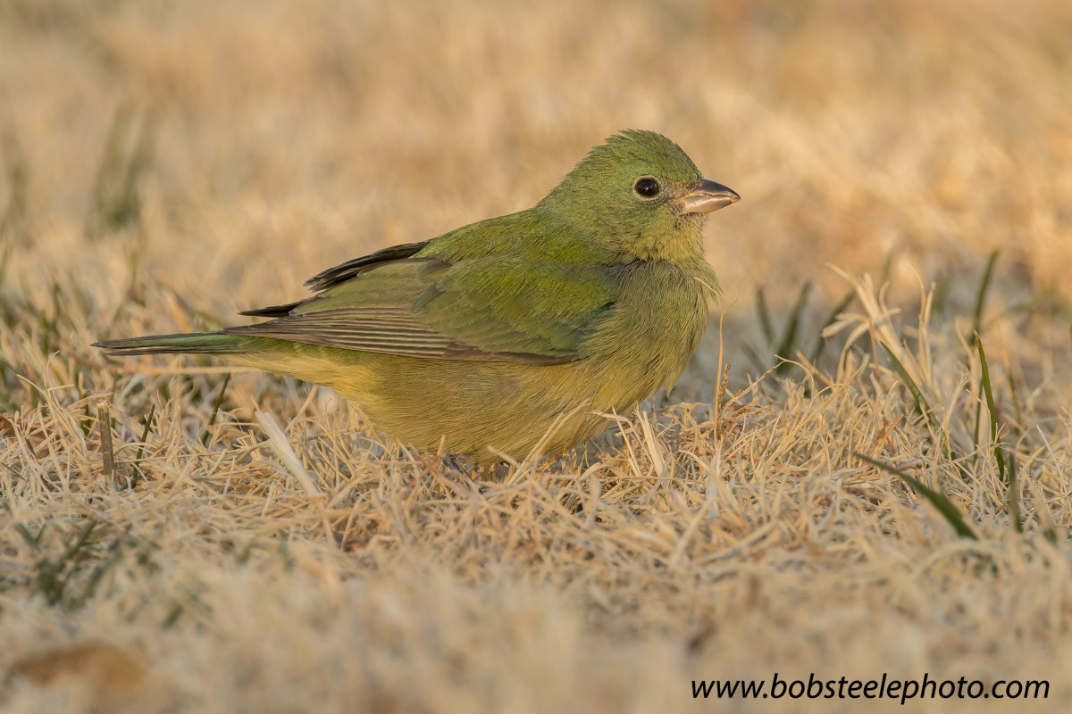 Painted Bunting - Bob Steele