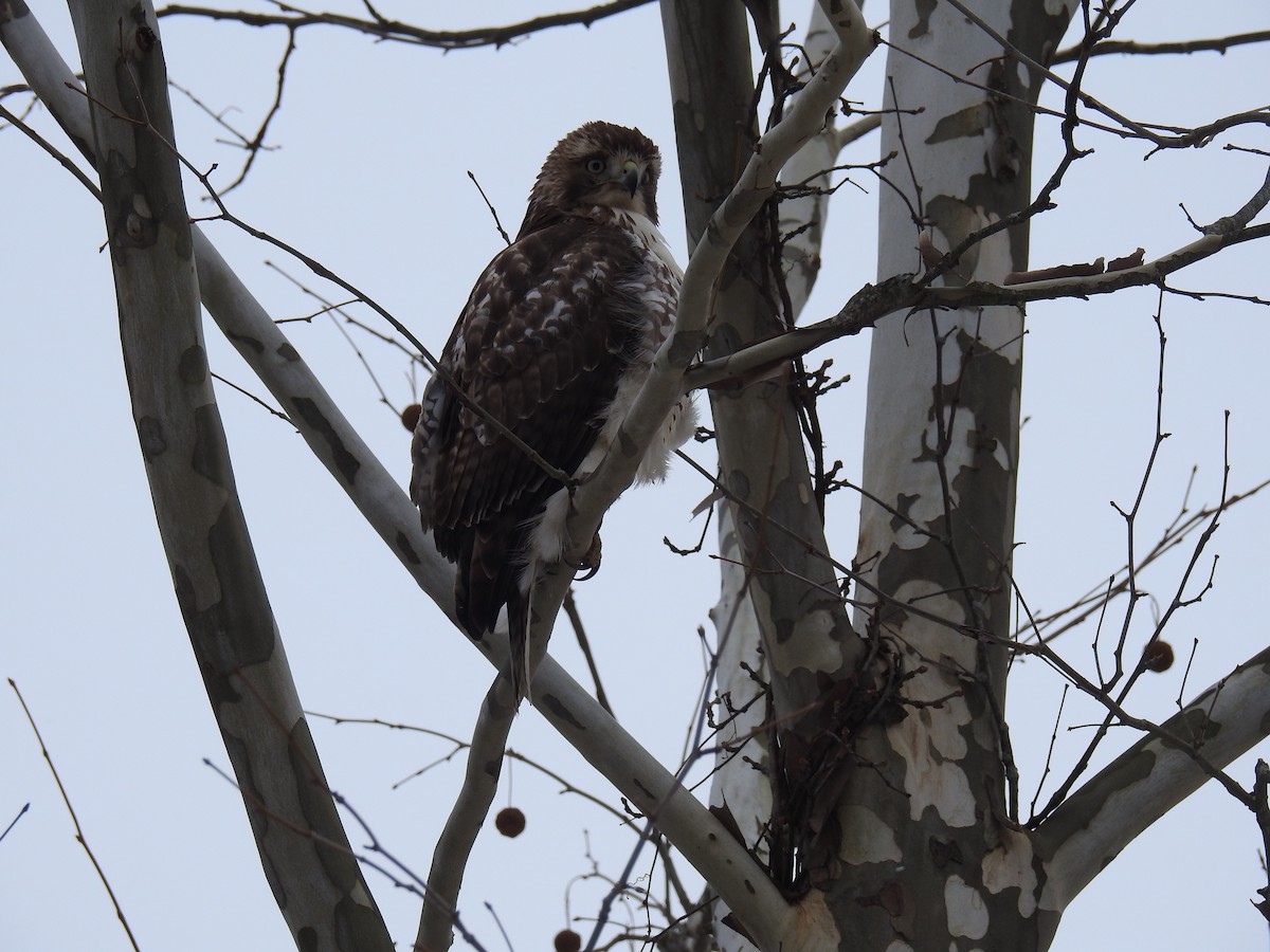 Red-tailed Hawk - ML514431111