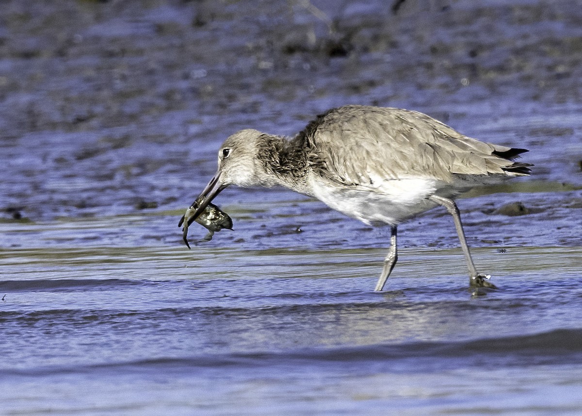 Willet - ML514431751