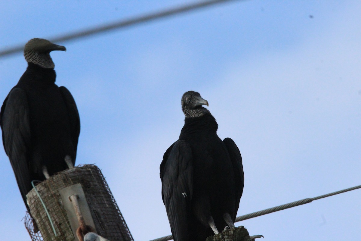 Black Vulture - Hunter Hammil