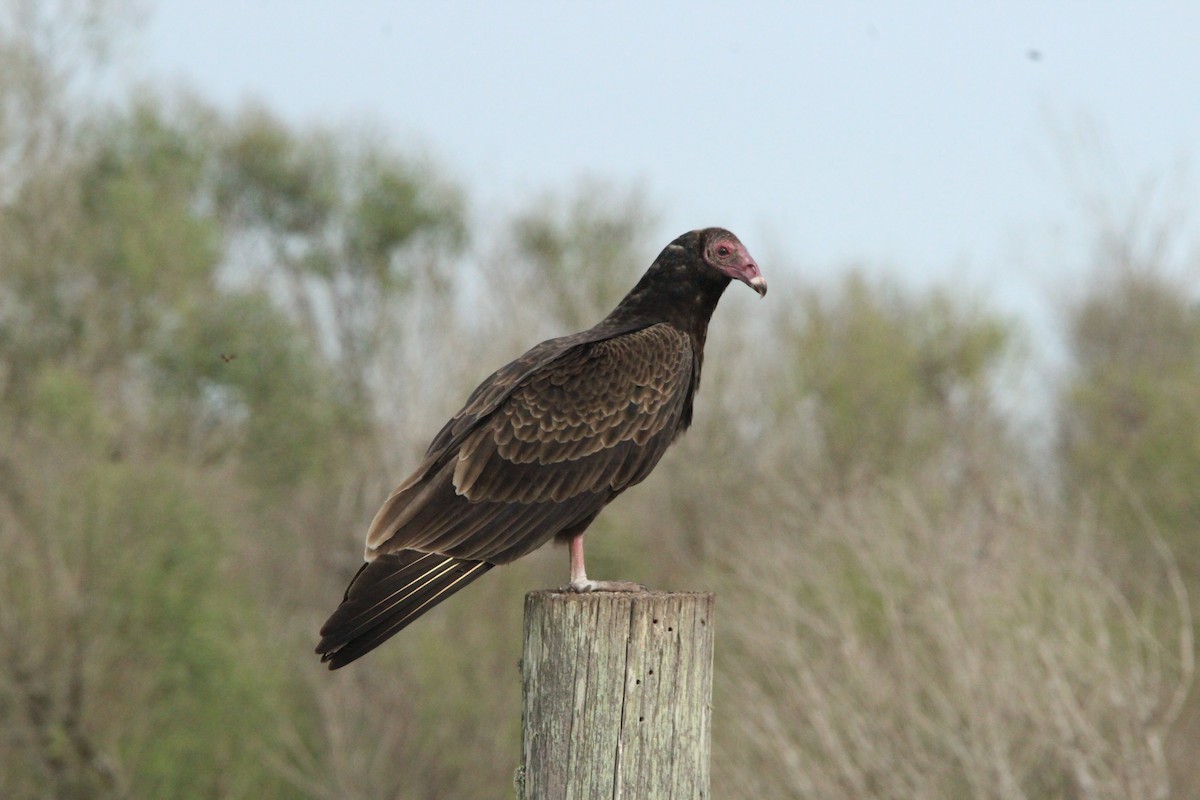 Turkey Vulture - ML514433481