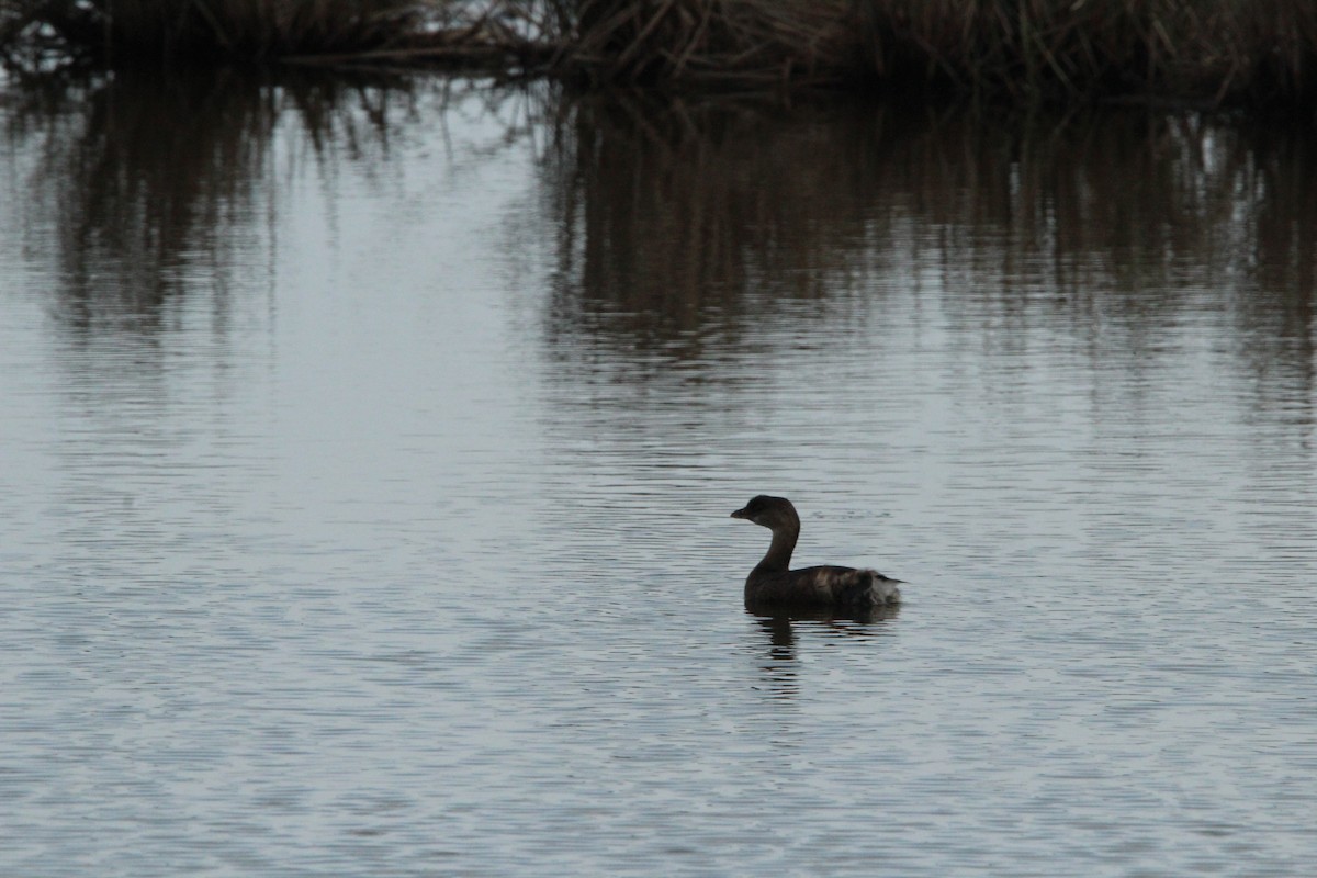 Pied-billed Grebe - ML514434161