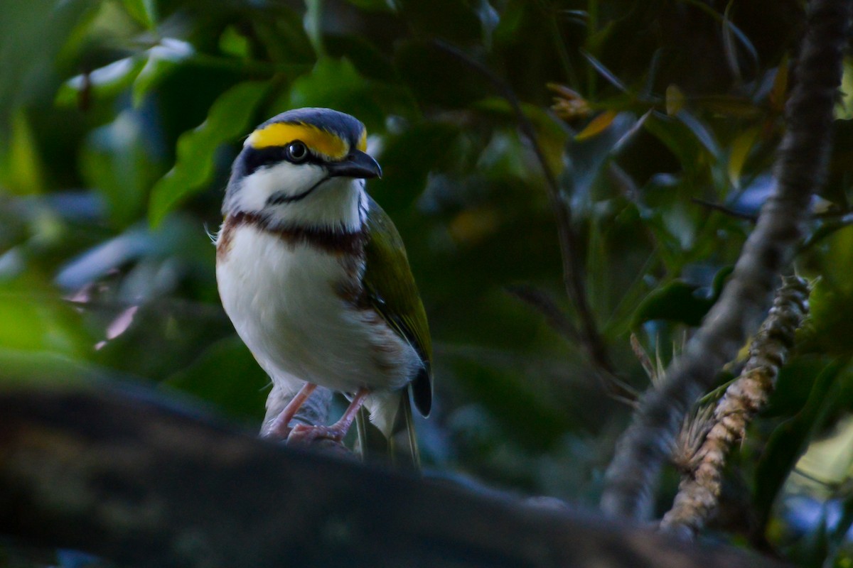 Chestnut-sided Shrike-Vireo - ML514434171
