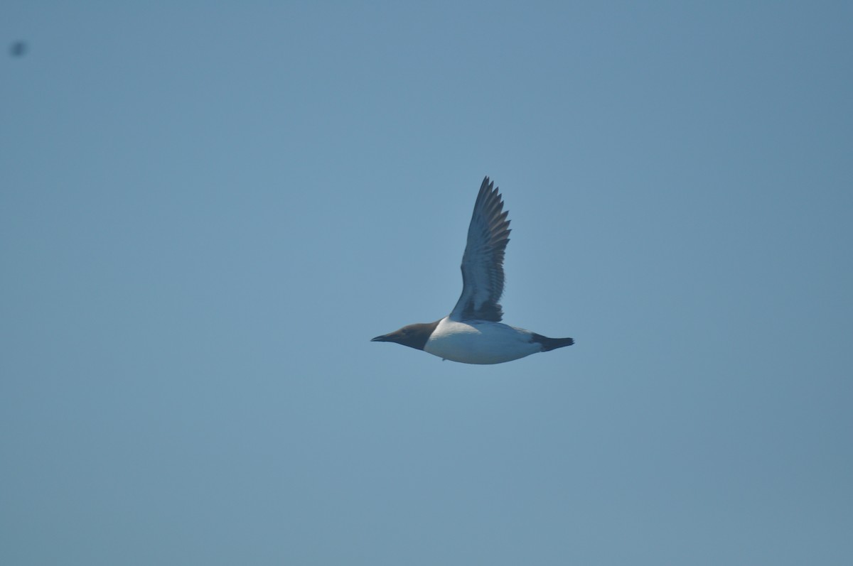 Common Murre - ML514434281