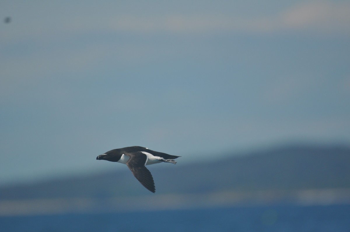 Razorbill - ML514434381
