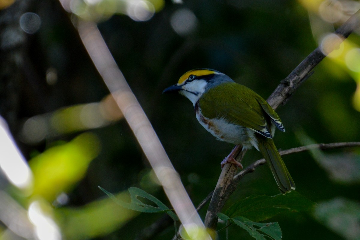 Chestnut-sided Shrike-Vireo - ML514434391