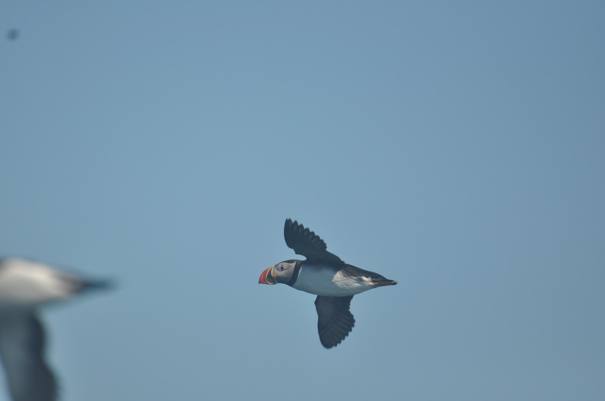 Atlantic Puffin - ML514434431