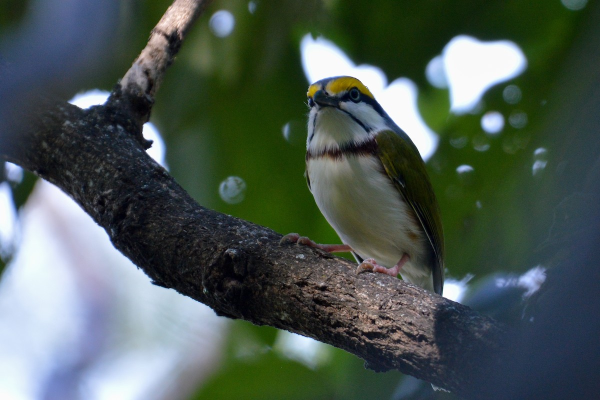 Chestnut-sided Shrike-Vireo - ML514434471