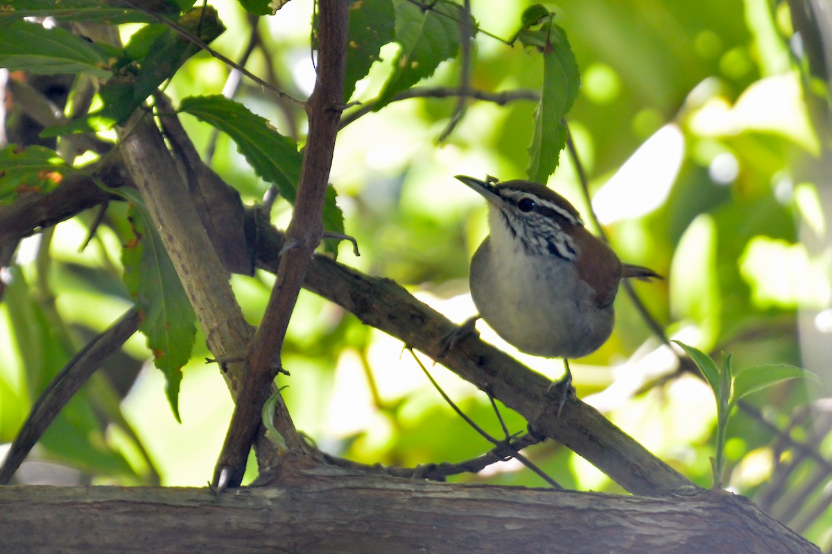 Cabanis's Wren - ML514434871
