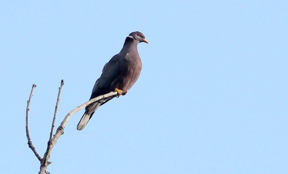 Band-tailed Pigeon - ML514434881