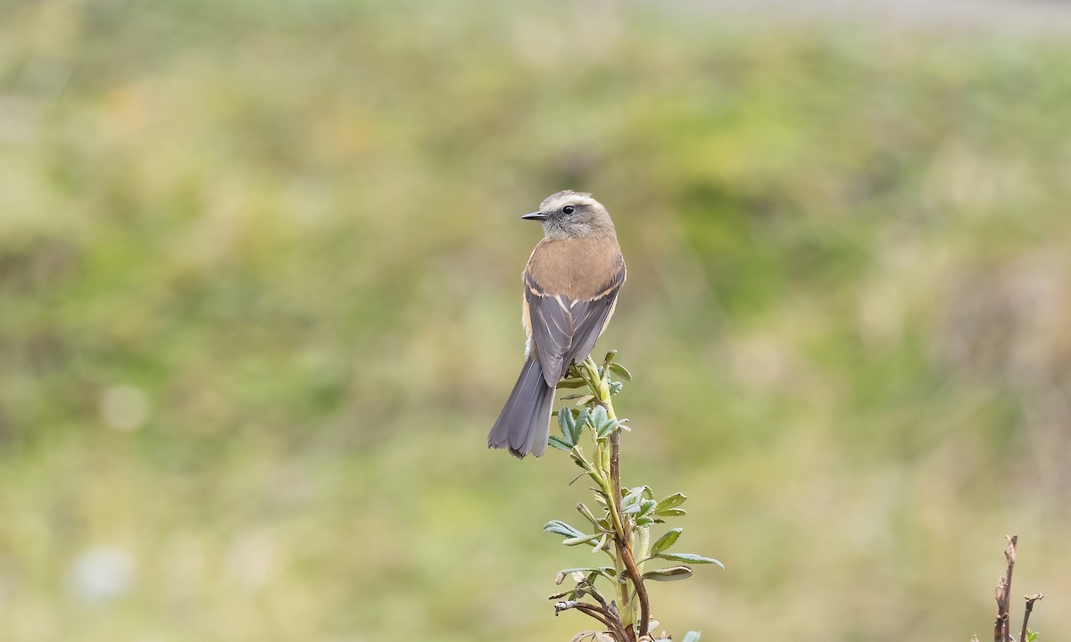 Brown-backed Chat-Tyrant - ML514435091