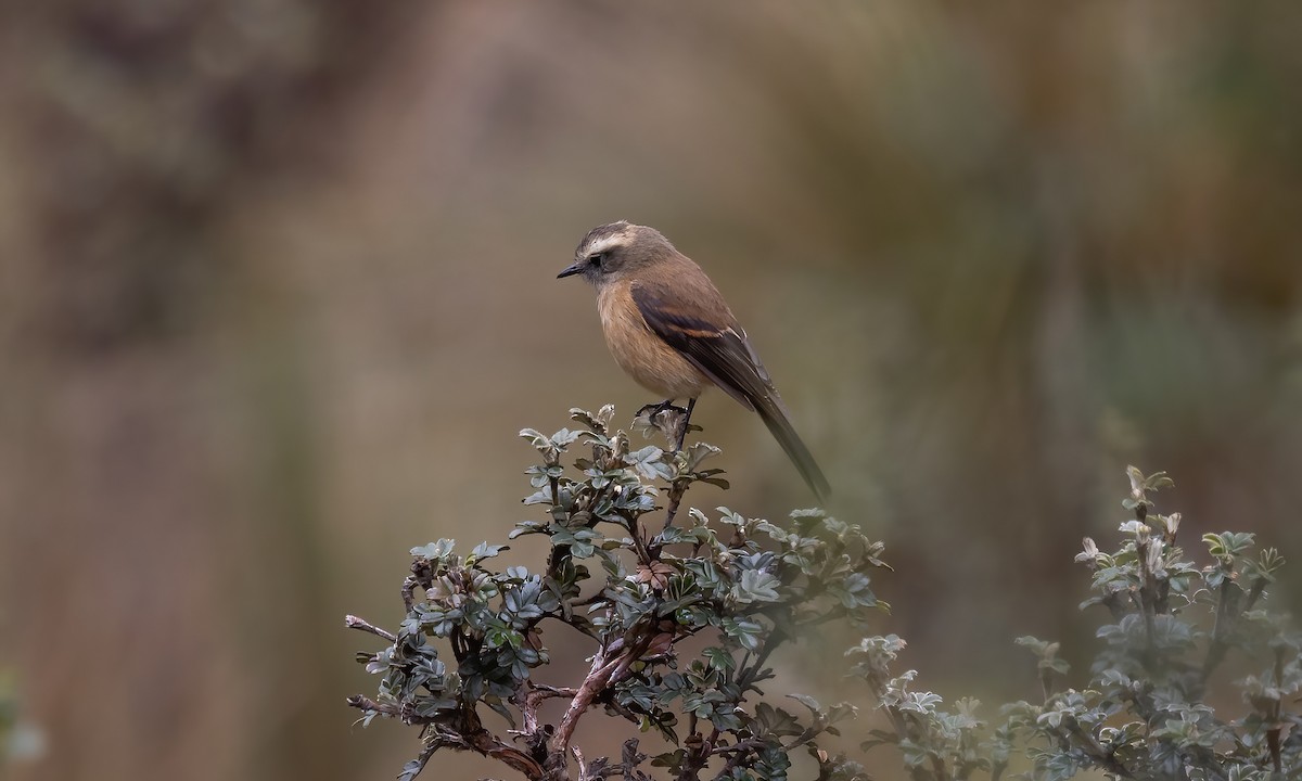Brown-backed Chat-Tyrant - ML514435101
