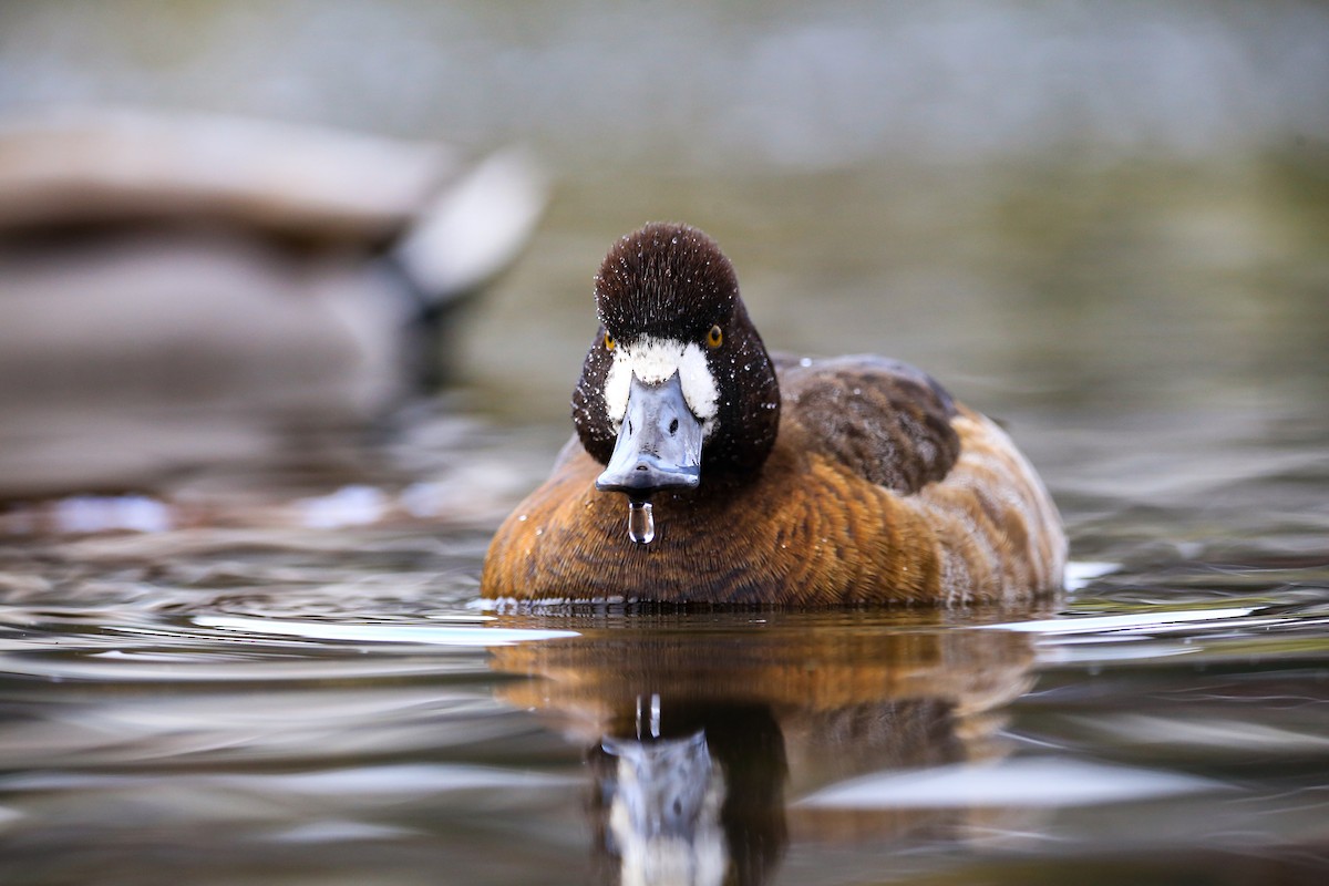 Lesser Scaup - ML514435381