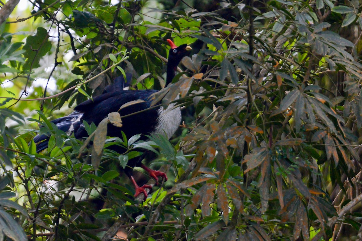 Horned Guan - ML514435521