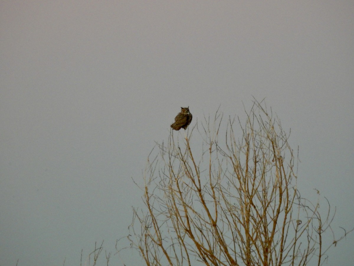 Great Horned Owl - ML514436631
