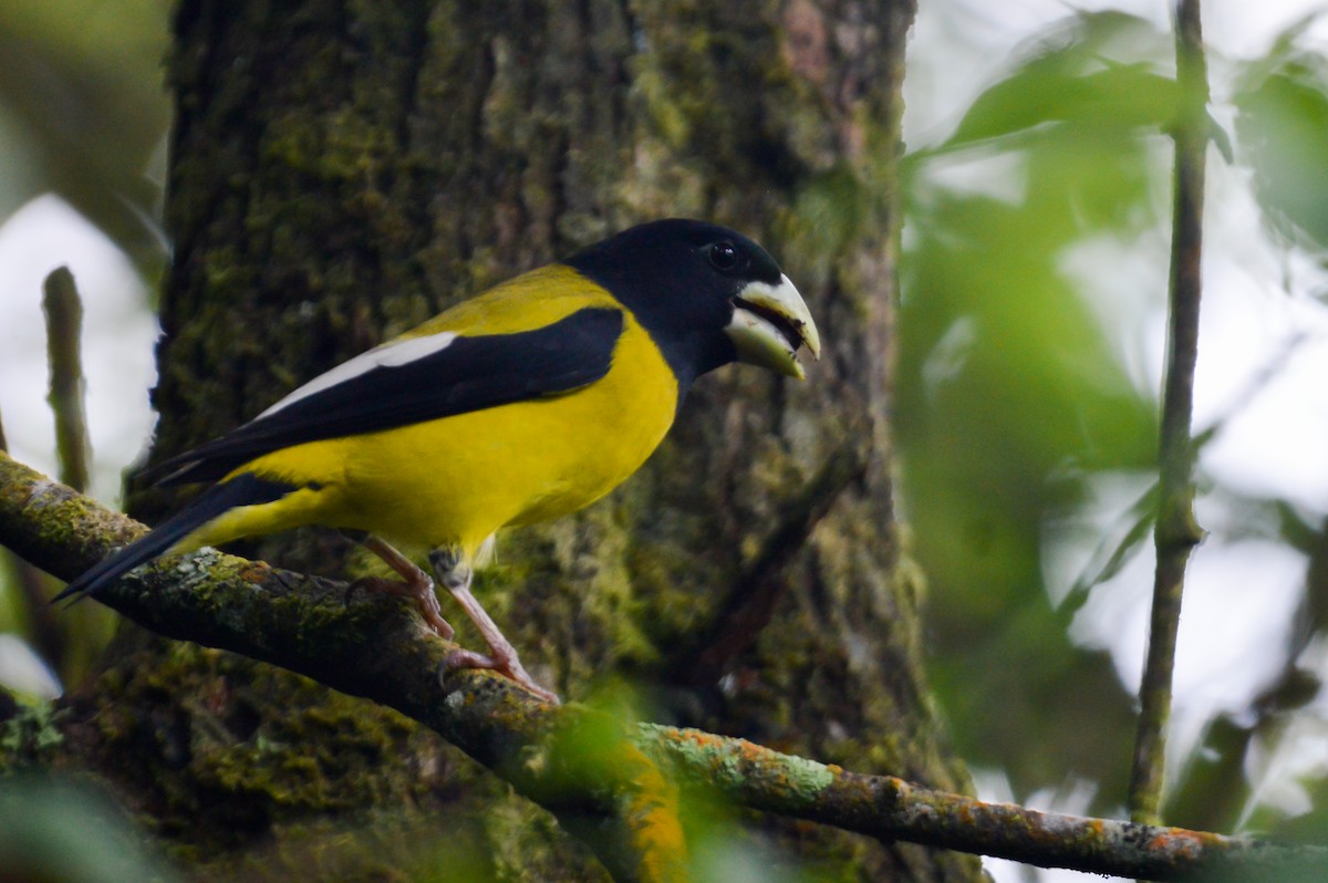 Hooded Grosbeak - ML514436861