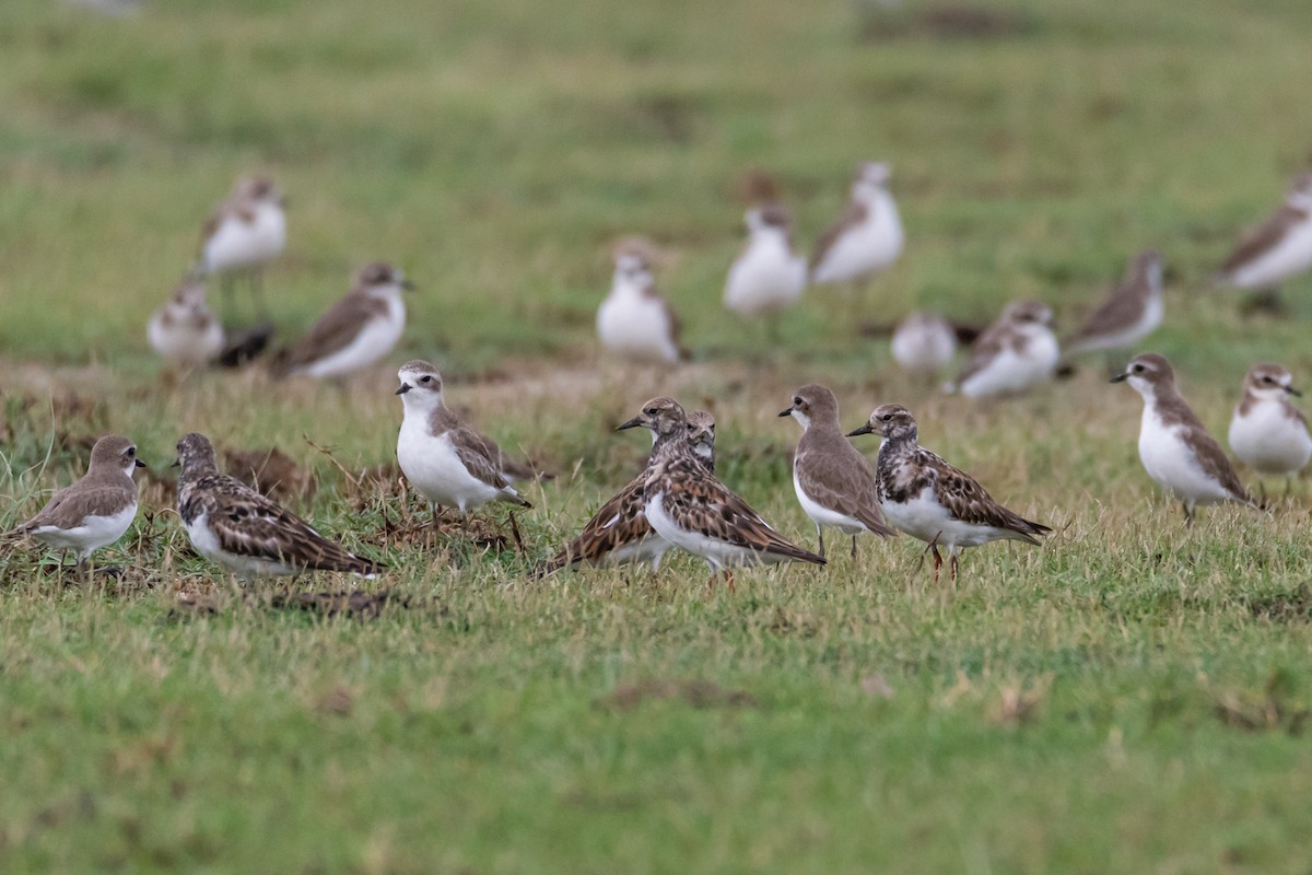 Ruddy Turnstone - Dmytro & Elena Moraru