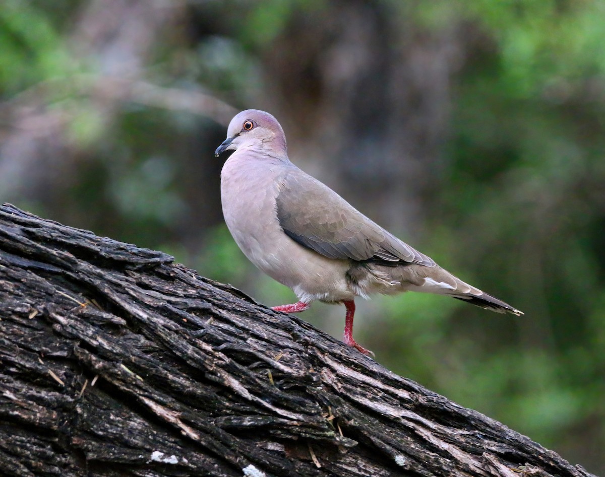 White-tipped Dove - Aidan Griffiths
