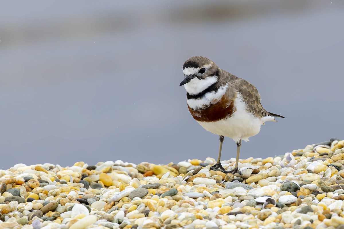 Double-banded Plover - ML514438051