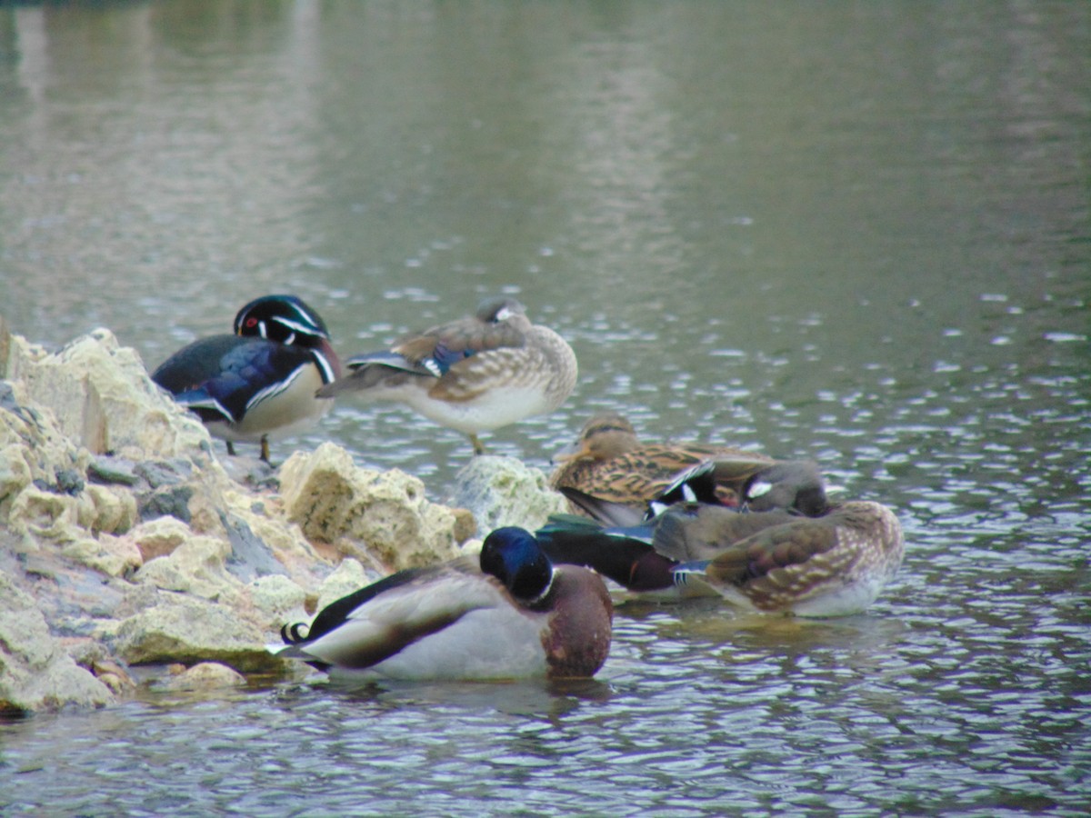 Wood Duck - ML51443861