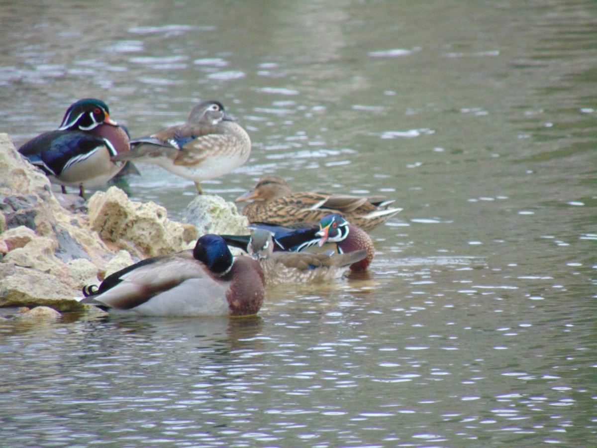 Wood Duck - ML51443941