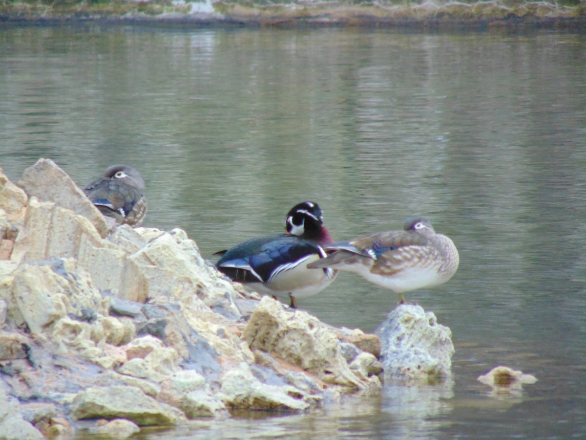 Wood Duck - ML51443951