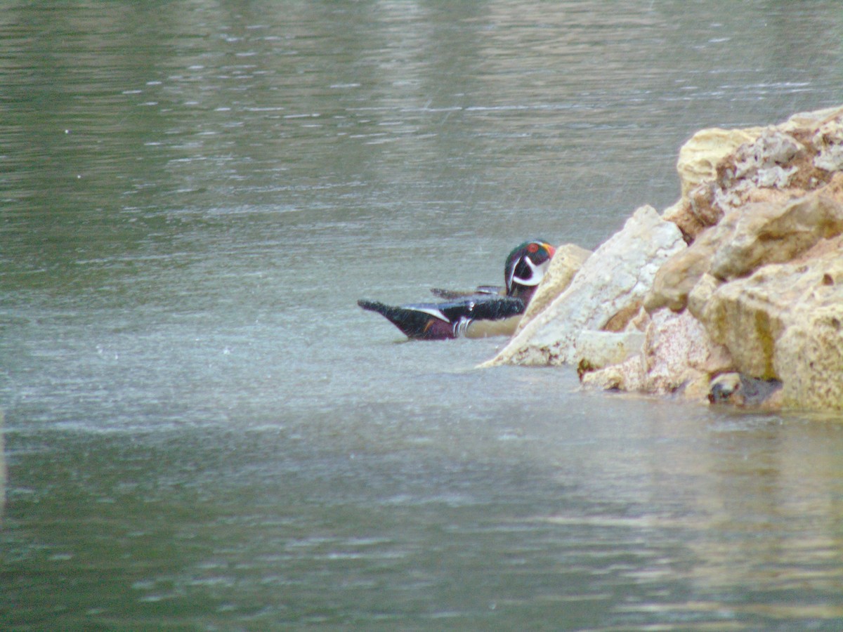 Wood Duck - ML51443971