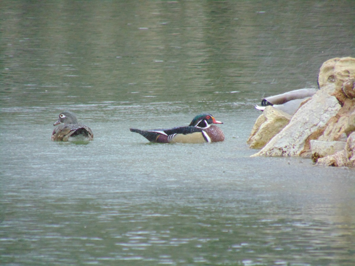 Wood Duck - ML51443981