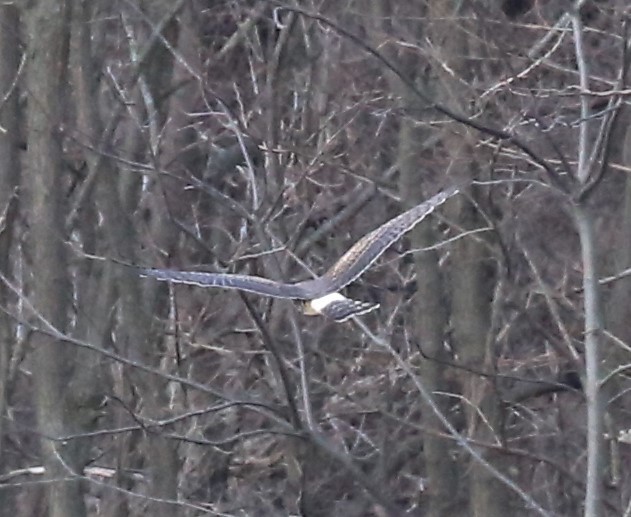 Northern Harrier - ML514439921