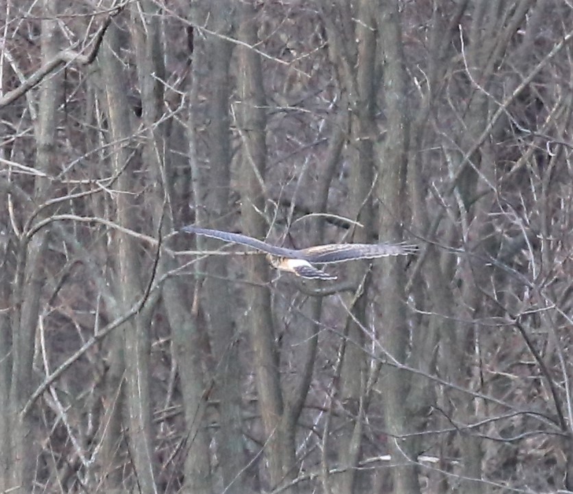 Northern Harrier - ML514439961