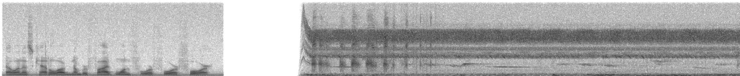 Kara Paçalı Barbet (macclounii) - ML51444