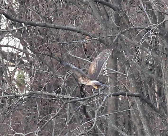 Northern Harrier - ML514440071