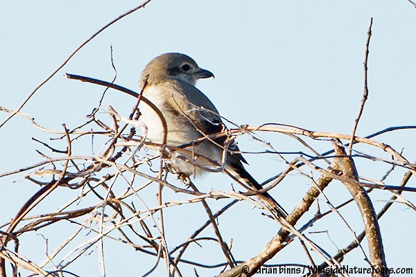 Boreal Örümcekkuşu - ML51444231