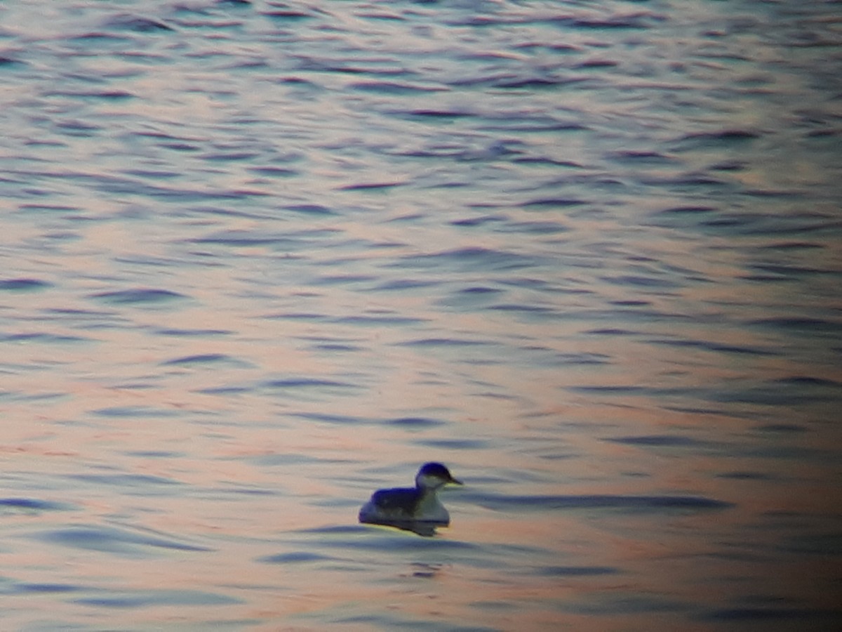 Horned Grebe - ML514442551