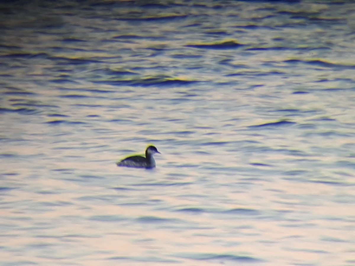 Horned Grebe - ML514442561