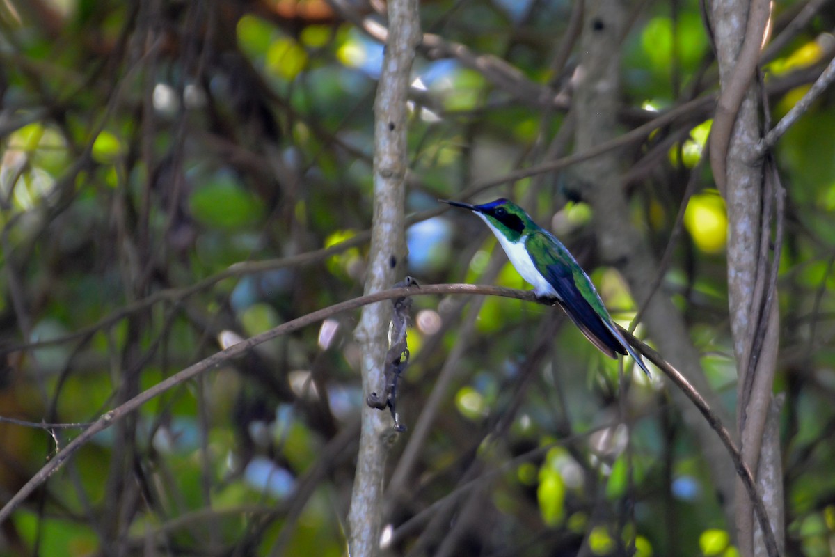 Purple-crowned Fairy - ML514442631