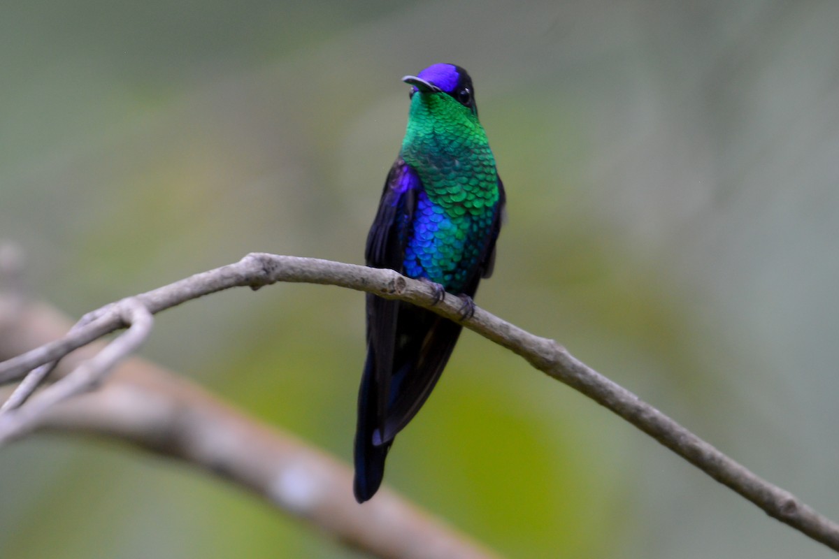 Crowned Woodnymph - ML514442731