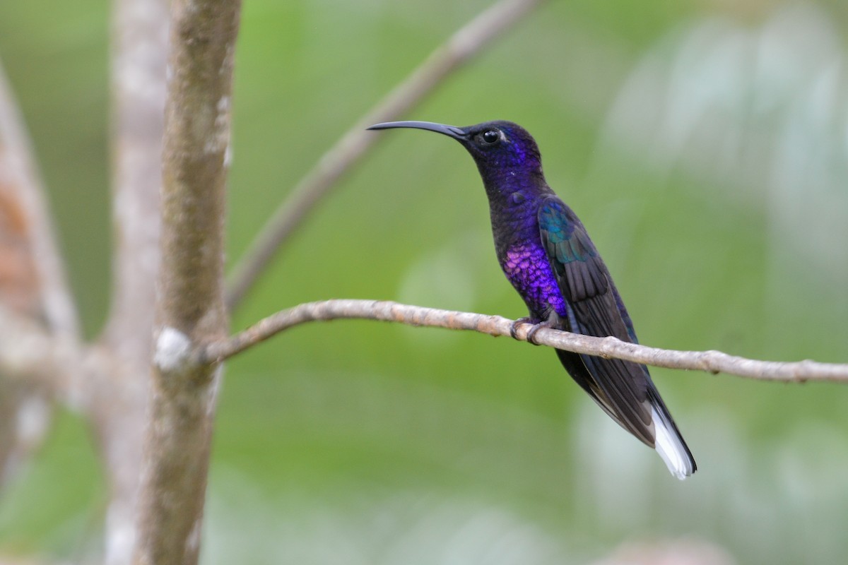 Violet Sabrewing - ML514442831